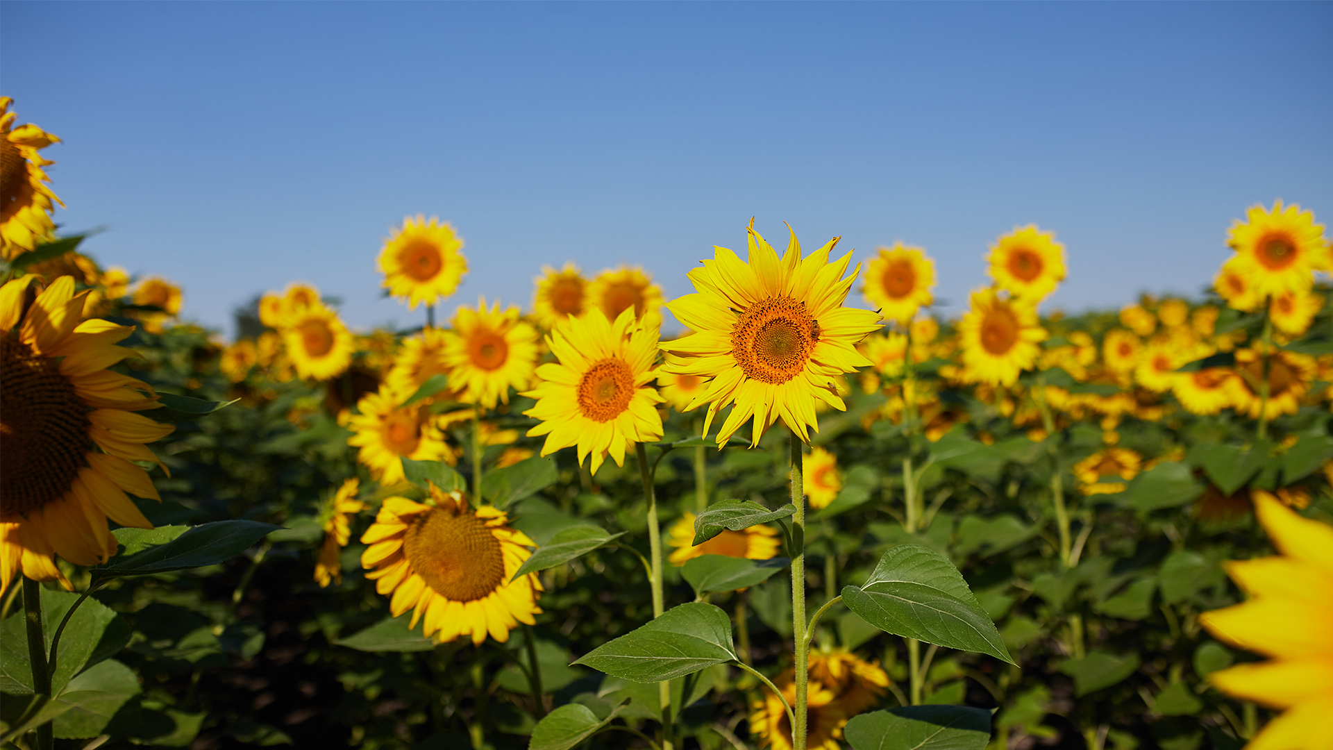 Sunflower export duty is expected to be introduced from 2023