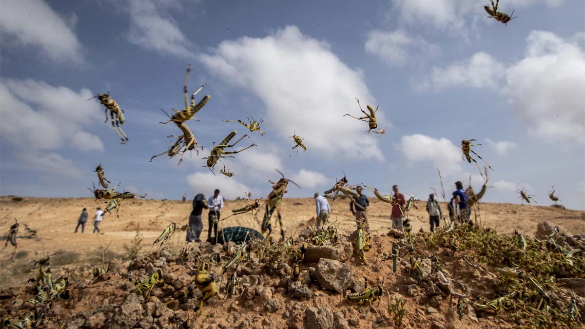 Farmers themselves protected their crops from locusts