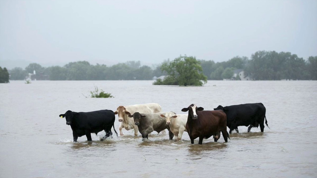 5700 голов скота погибло во время паводков
