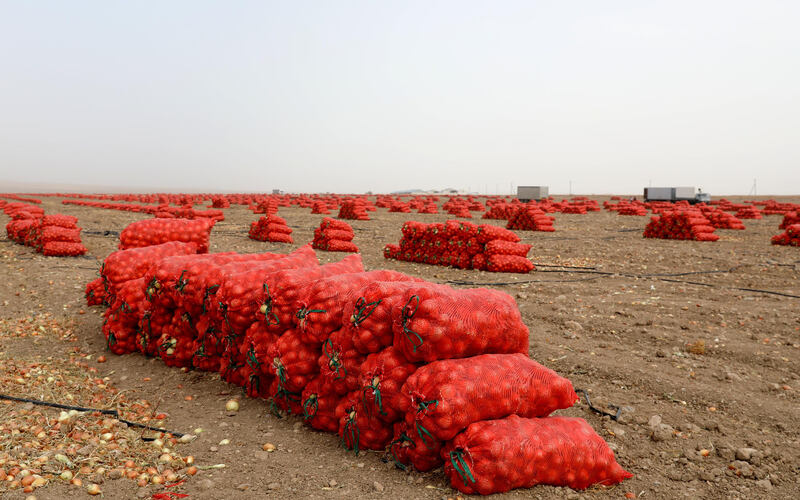 Более 1 миллиона тонн лука собрали жамбылские аграрии