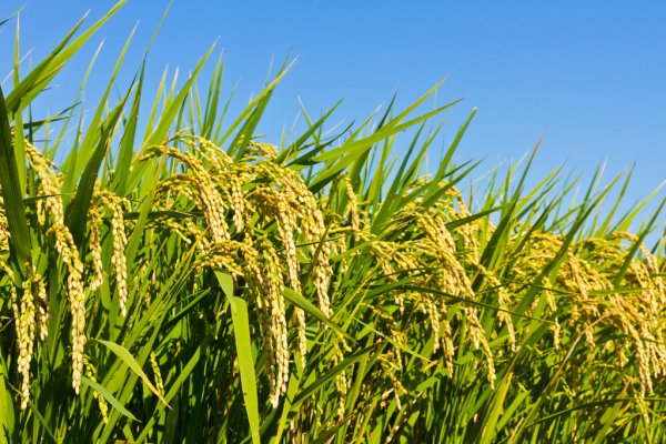 В Кызылординской области в этом году будет засеяно 88,2 тысяч гектар риса