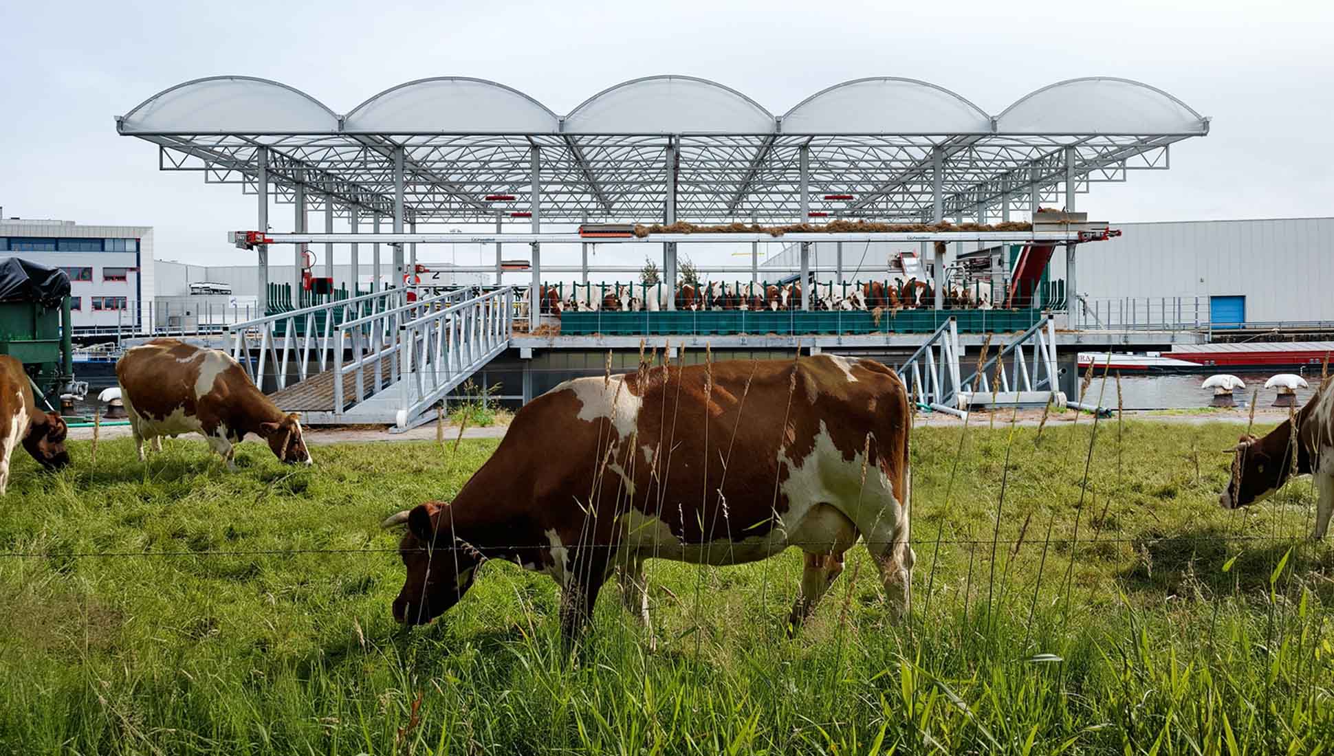 The largest dairy farm is under construction in North Kazakhstan Region