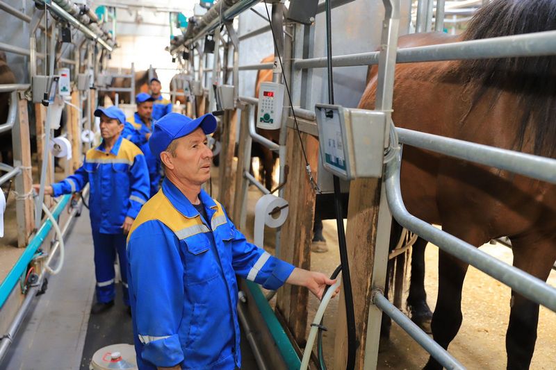 Казахстанское кобылье молоко экспортируют в Дубай