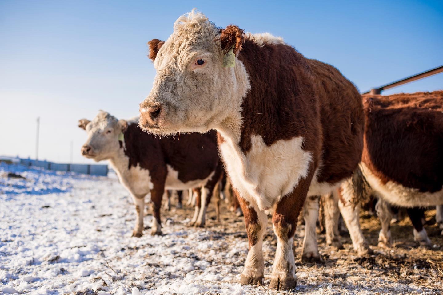 Пока российские животноводы зарабатывают, казахстанские – выживают