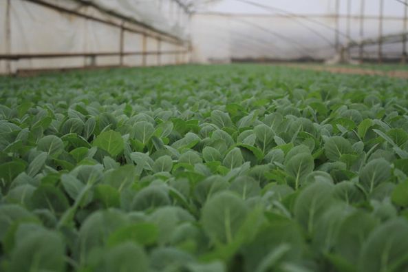 A farmer started the greenhouse business from 10 hectares and has grown to one hectare
