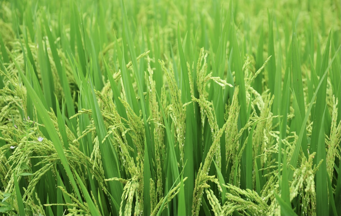 По японской влагосберегающей технологии впервые высадят рис в Кызылординской области