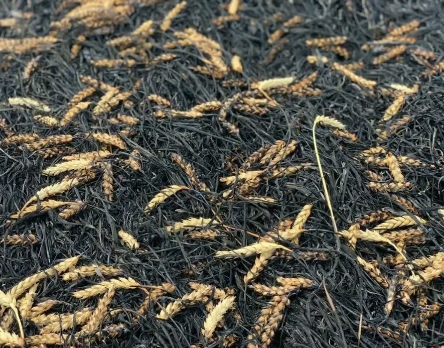 Пшеница дорожает из-за войны в Иране