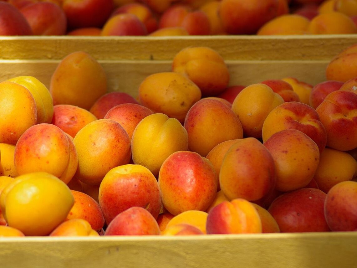 China is ready to buy stone fruit crops from Kazakhstan