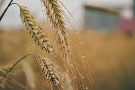 Осадки в Акмолинской области тормозят массовый старт уборки зерновых
