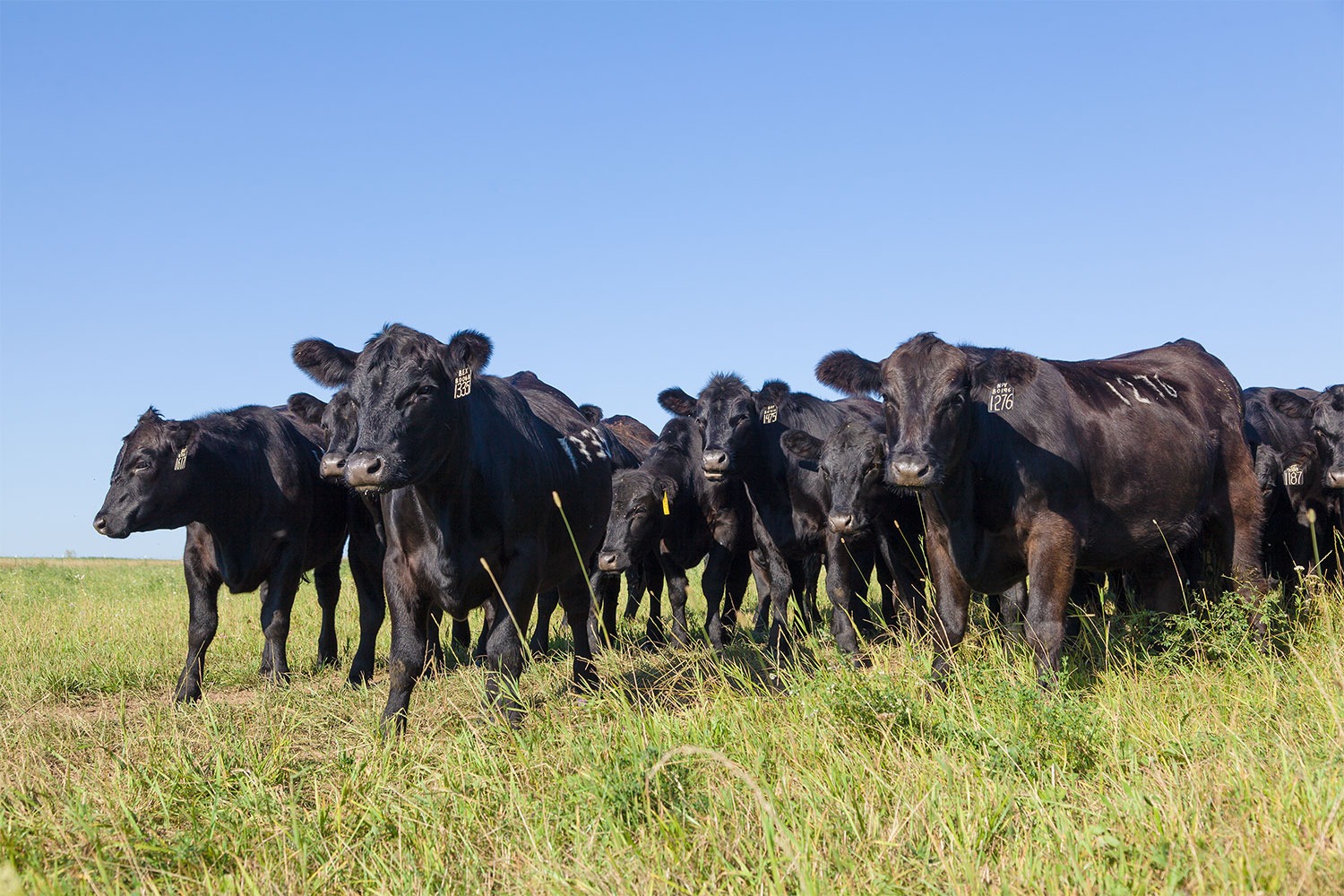Заниматься производством мяса стало не выгодно