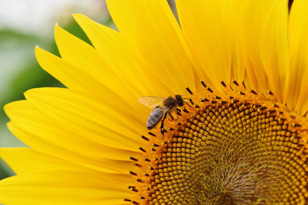 В Кыргызстане хотят наладить опыление полей пчелами