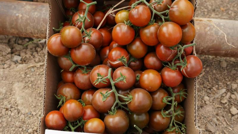 До 40 сортов помидоров выращивает туркестанский аграрий 