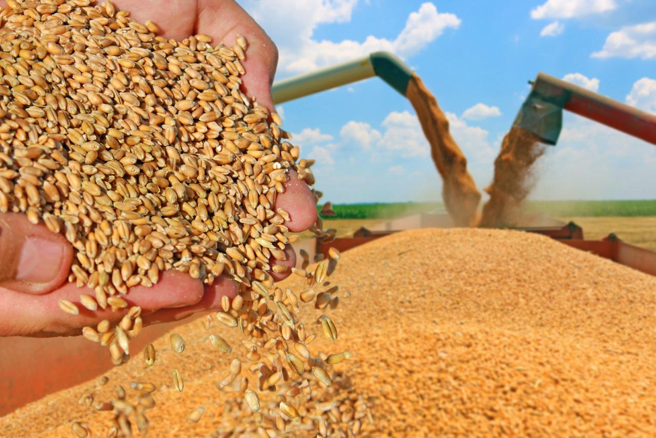 Results of harvesting of grain crops in Kazakhstan have been concluded