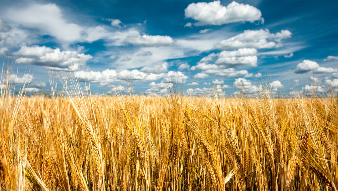 Agrarians of the Dnepropetrovsk region harvested a record crop
