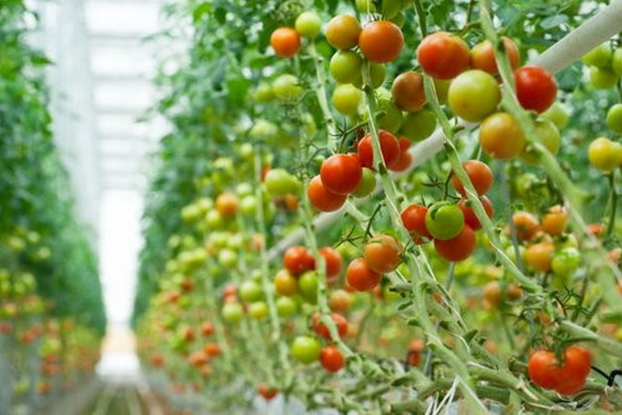 В РК разрабатывают технологию выращивания овощей и фруктов без солнца и почвы