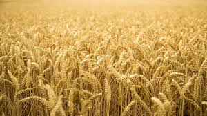 В 2020-21 МГ урожай зерновых в Казахстане вырастет до 18,3 млн. тонн