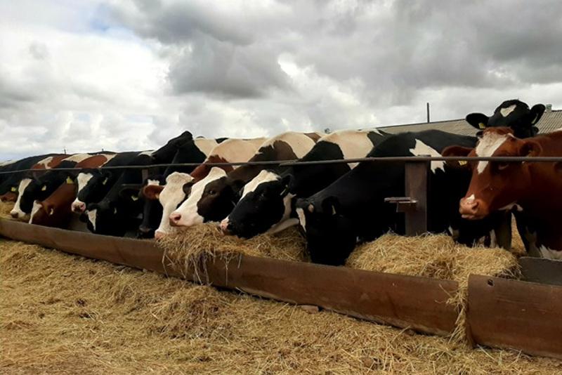 Акмолинская молочная ферма увеличит мощности в два раза благодаря Аграрной кредитной корпорации
