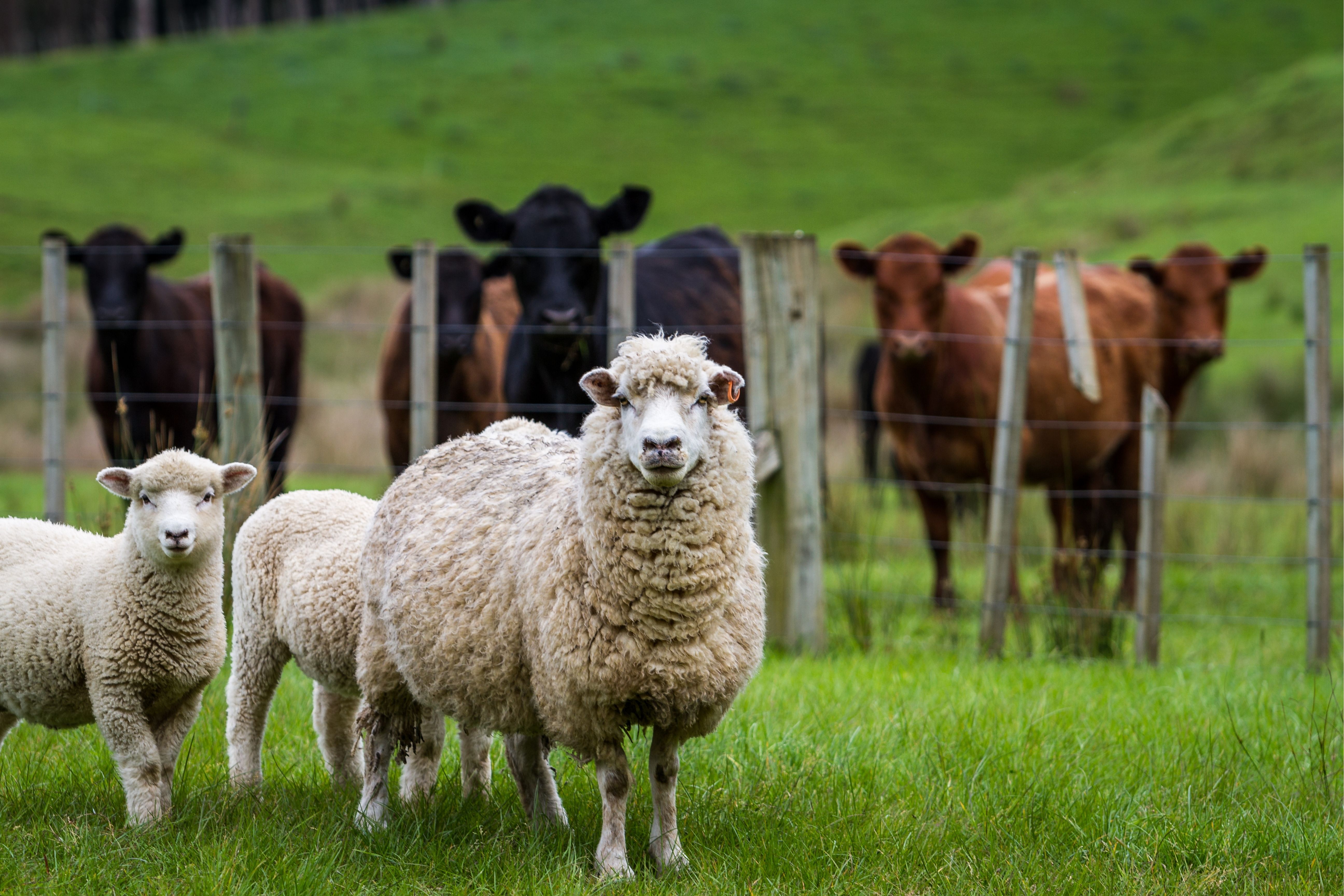 FAO assessed the livestock health surveillance and laboratory capacity in Kazakhstan