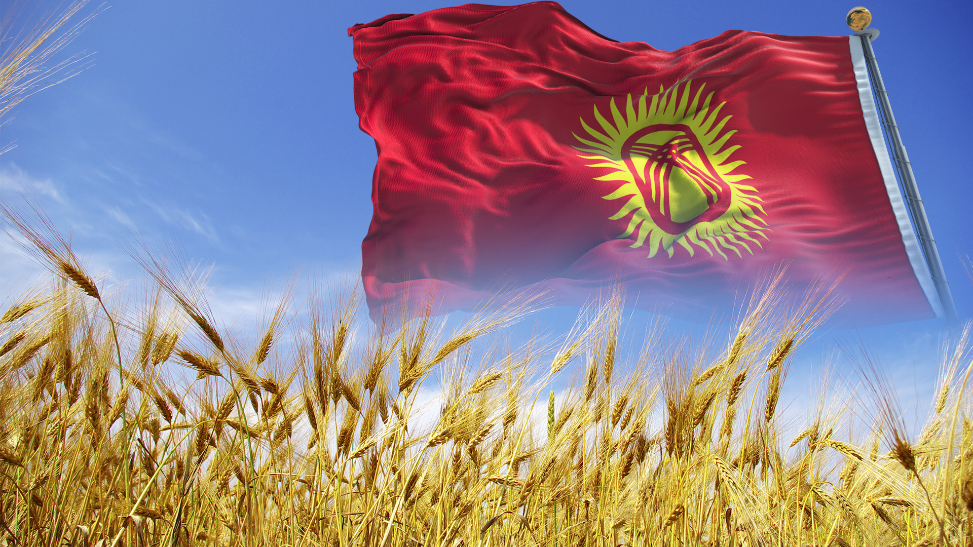 Қырғызстанда бидайдың түсімі өткен жылғыдан 25%-ға төмен
