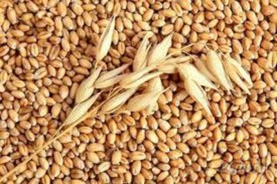 Kazakhstan: Food Corporation completes procurement of wheat to reserve fund