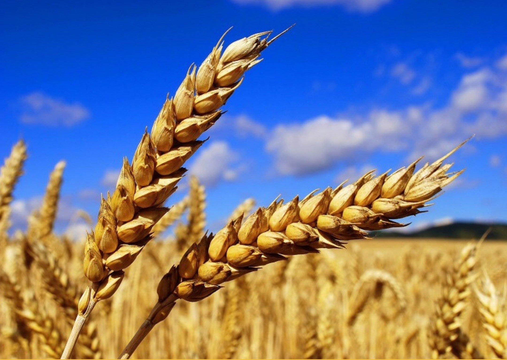 Казахстанская пшеница возвращается на рынок Грузии