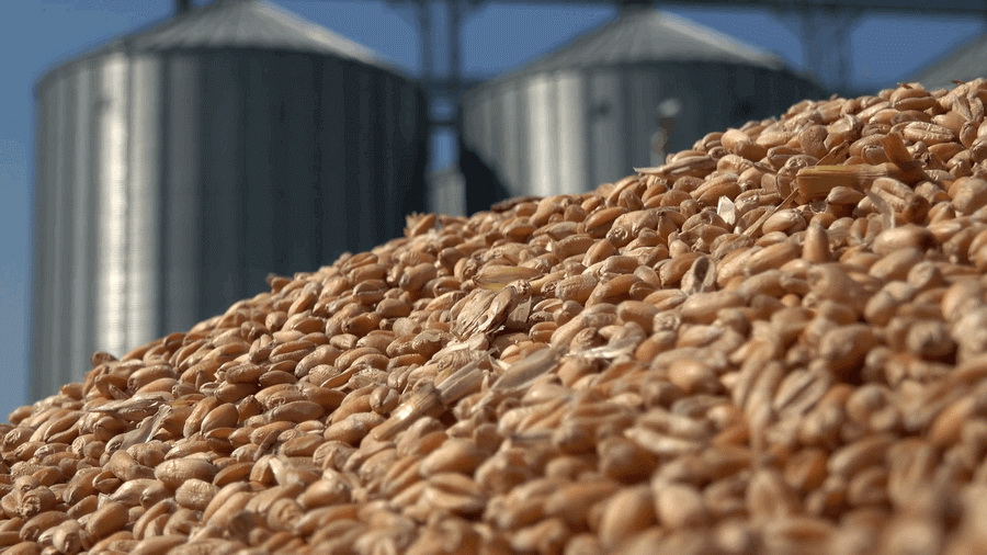 Kazakhstan plans to establish a Grain Fund with Islamic Organization for Food Security