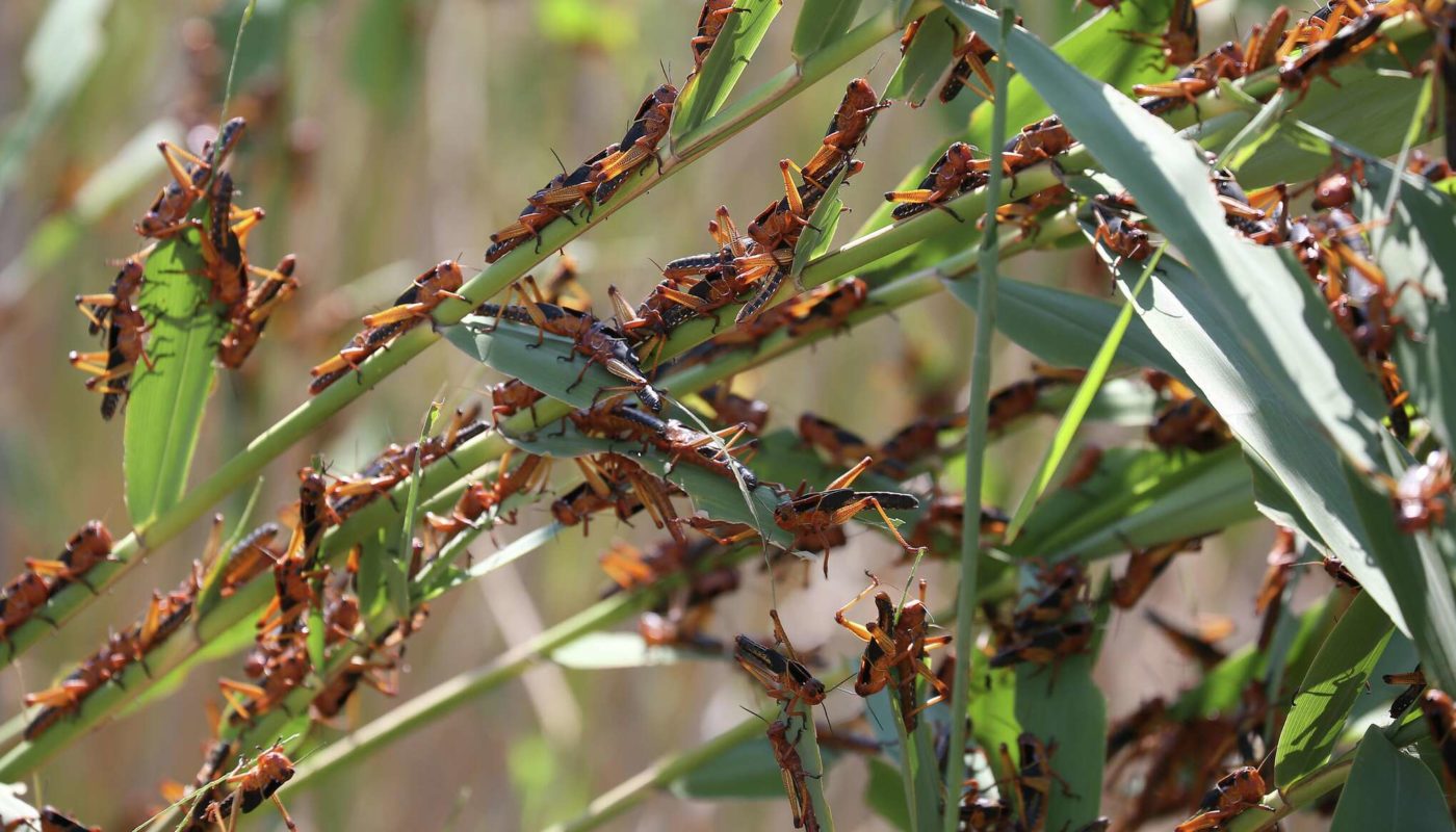 Aktobe region: mass hatching of locusts recorded