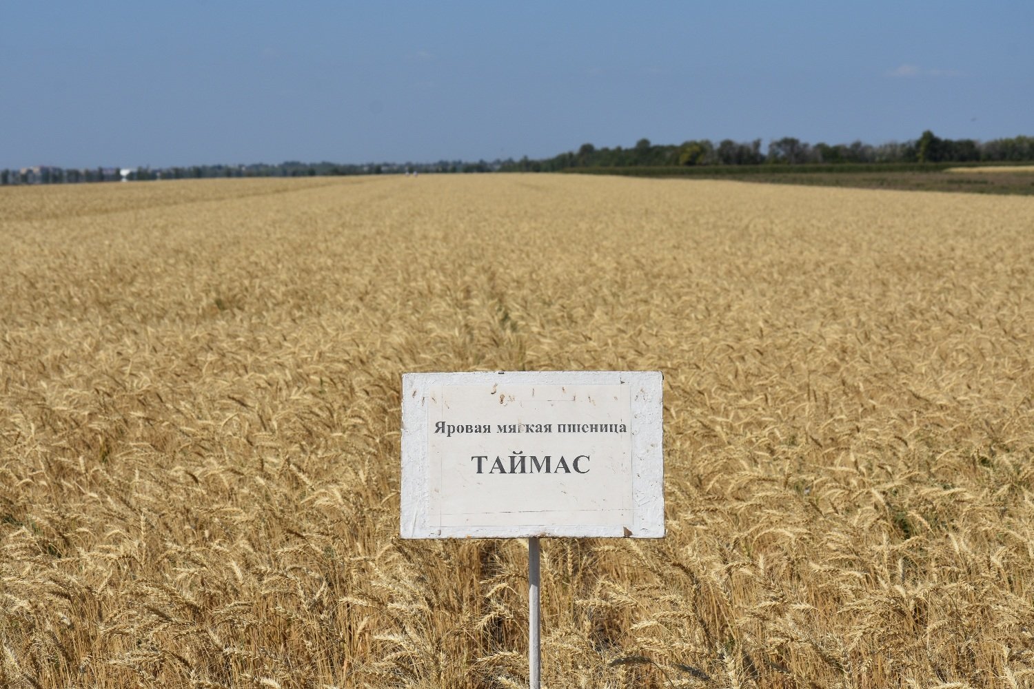Новые казахстанские пшеница и чечевица получили патенты