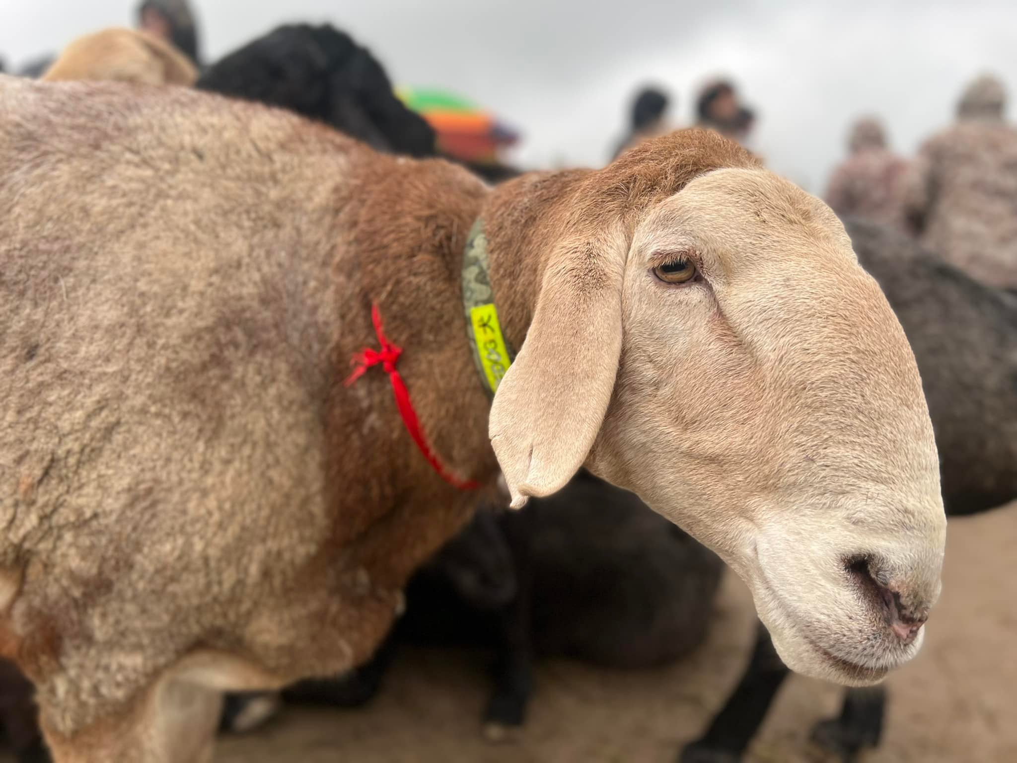 Кыргызстан выводит породу арашан на мировой рынок