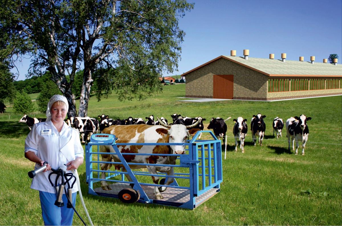 Для фермеров-животноводов Кыргызстана откроют «полевые школы»
