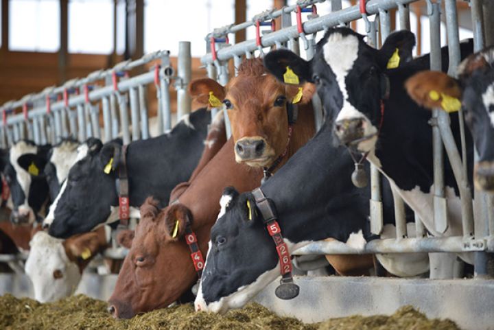 Three agro-industrial projects to be launched in Turkestan in 2022