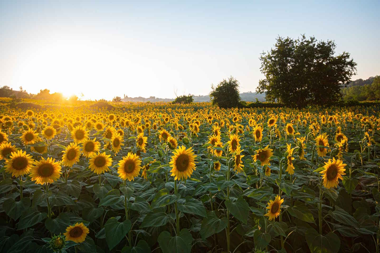 Farmers will receive more subsidies for sunflower crops