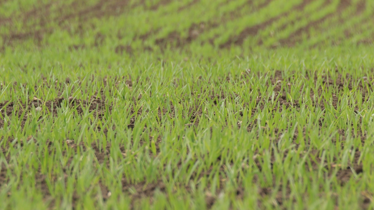 В южных областях у озимых нет особых осложнений