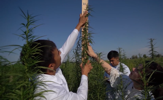 Узбекистан марихуана сколько в моче держатся конопля