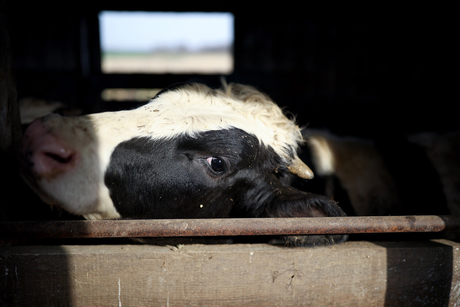 В России уничтожают скот: фермеры говорят о сговоре агрохолдингов