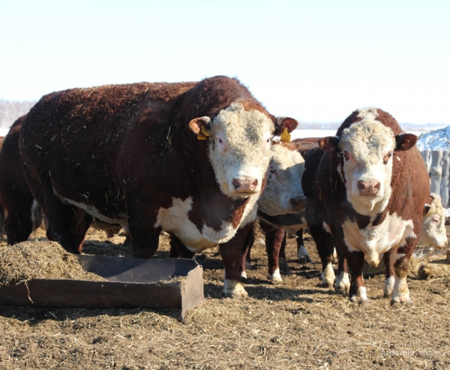 Turkestan region is a leader in meat exports