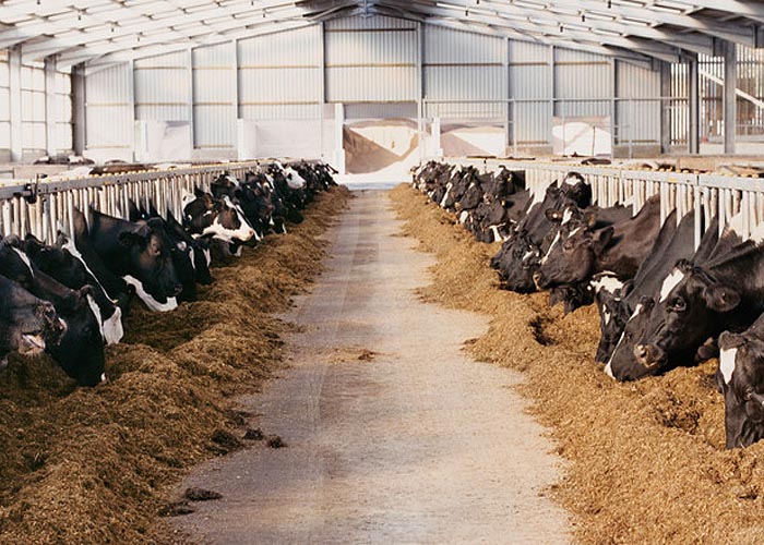 На 4% за год вырос валовой выпуск в животноводстве