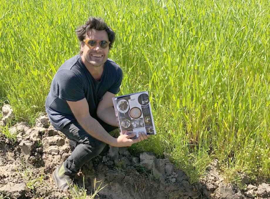 Черный ячмень становится популярным в Австралии