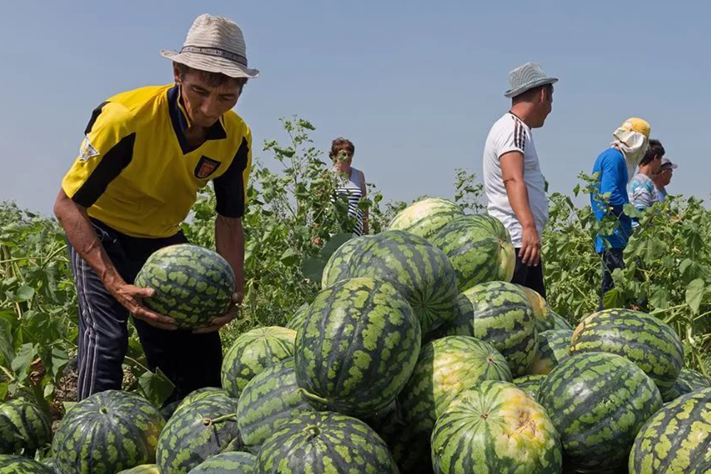 Туркестанские фермеры превзошли прошлогоднюю урожайность 