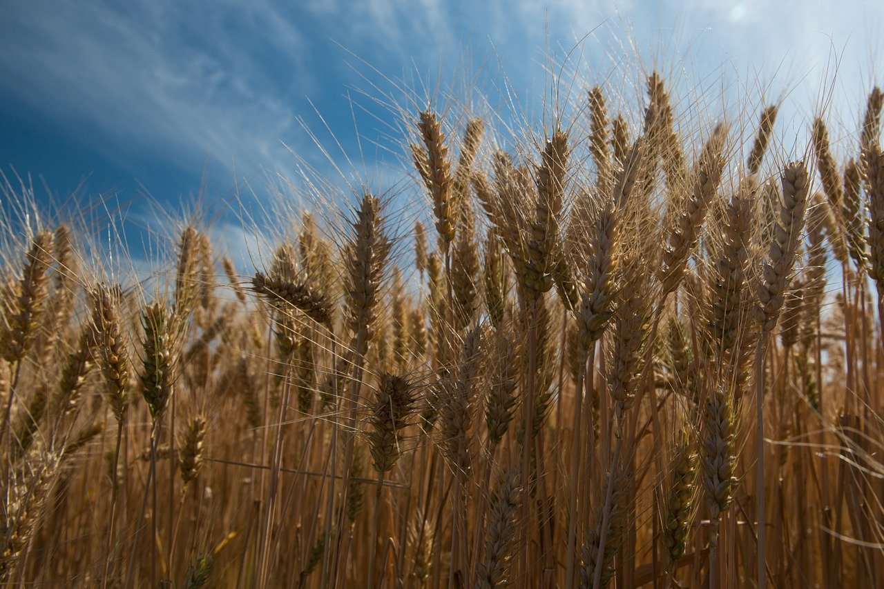 Мировые цены на пшеницу показывают худшую динамику