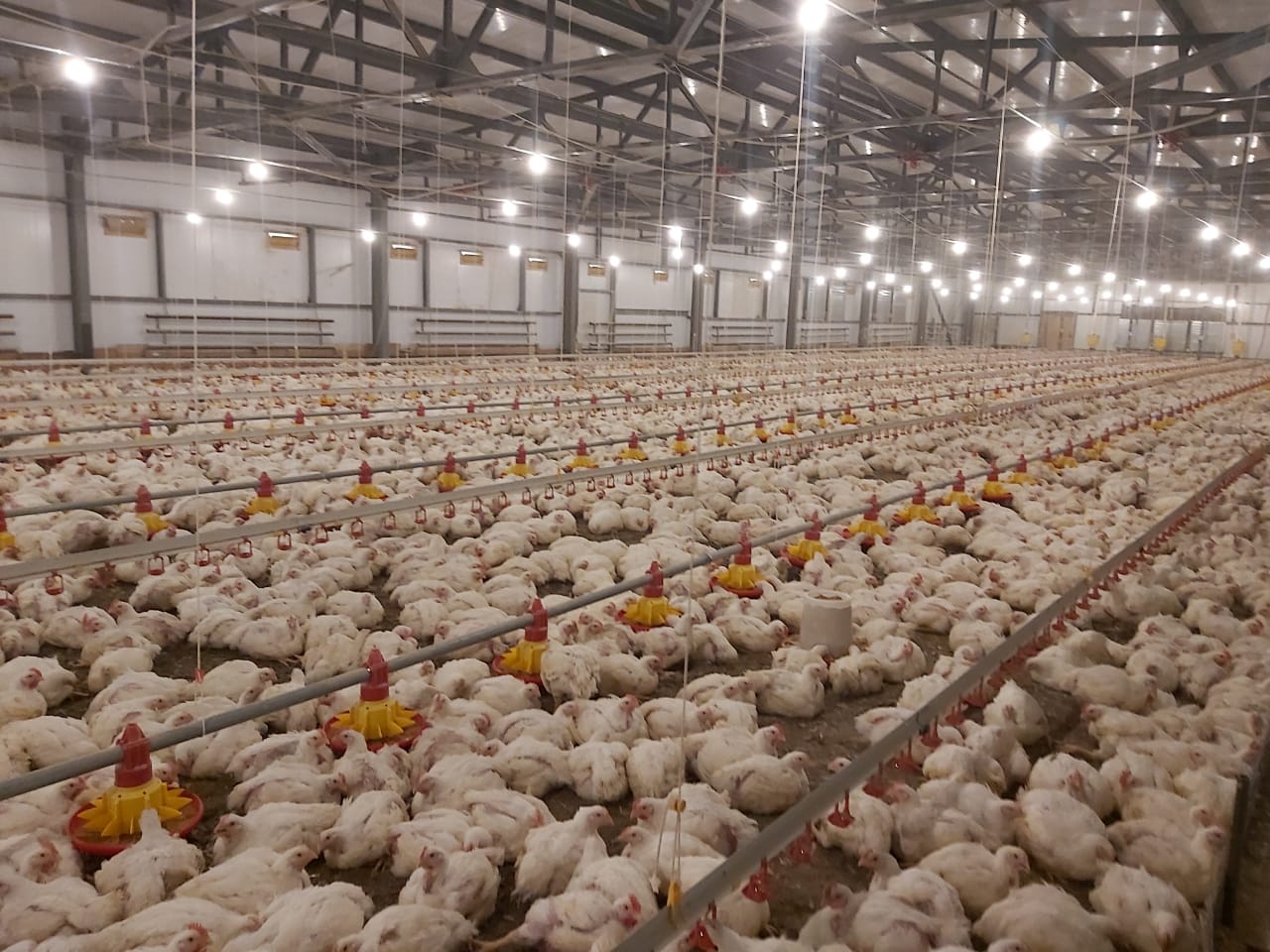 Ежедневно в Казахстане производится свыше 800 тонн мяса птицы
