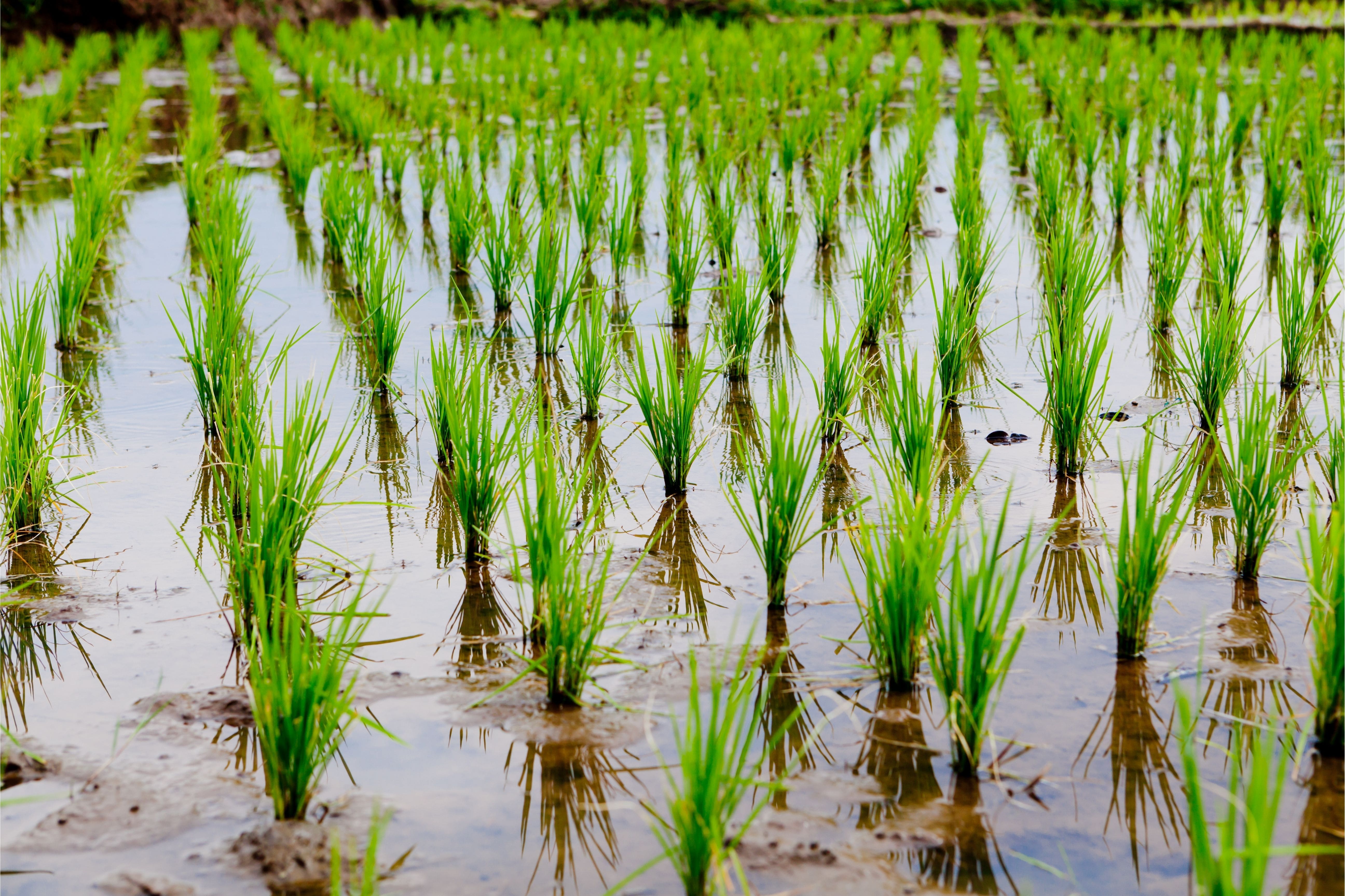 В Казахстане впервые испытают метод посадки рассады риса