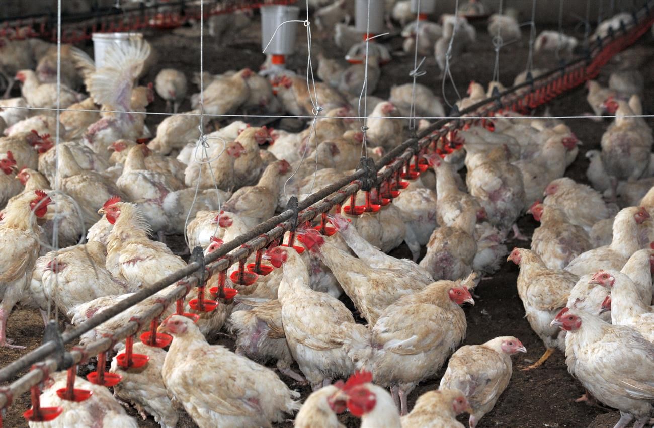 В Жамбылской области откроют птицефабрики и молочно-товарную ферму