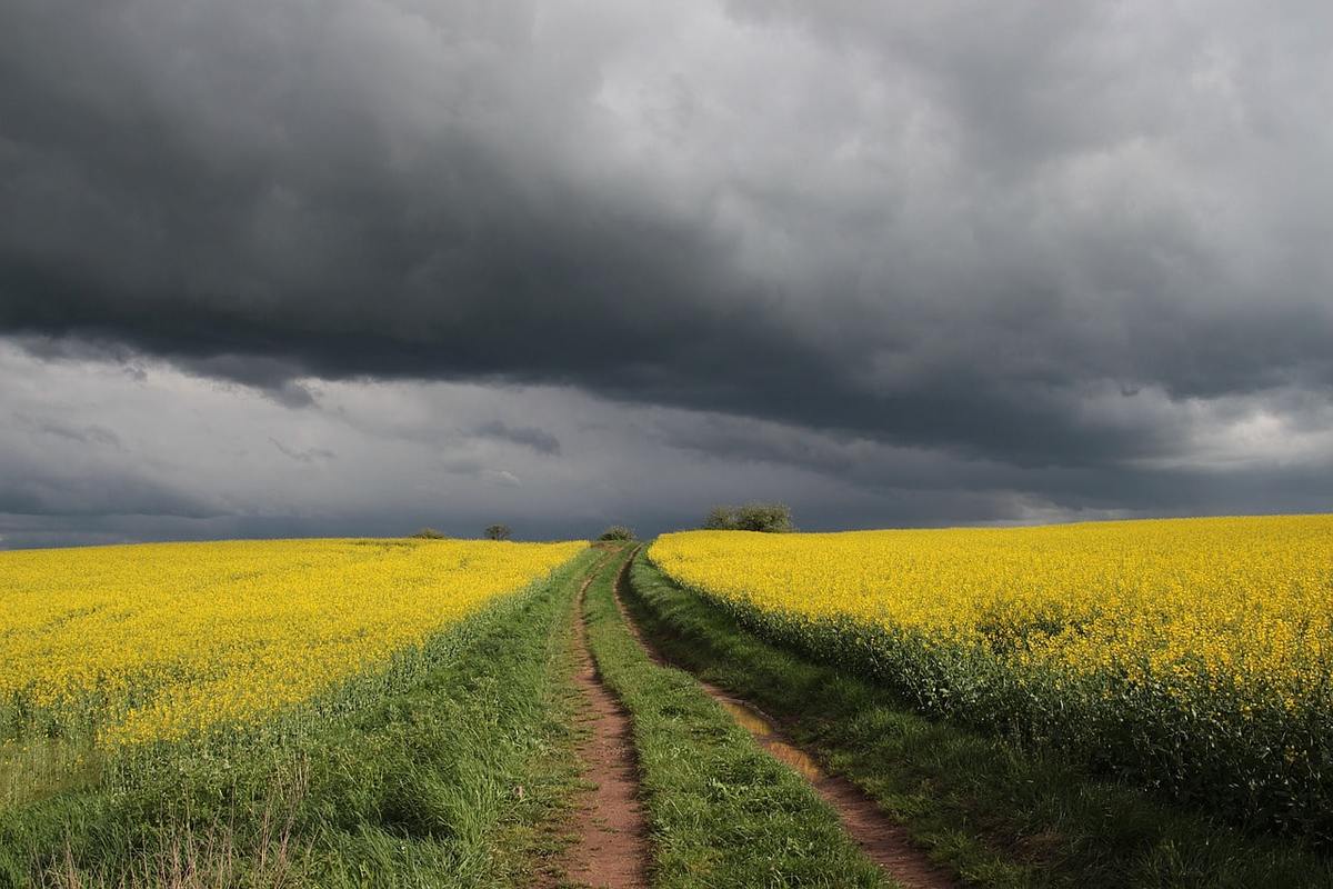 Қыркүйек айының екінші онкүндігіне қысқаша агрометеорологиялық шолу