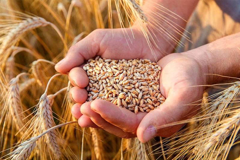 Высокоточные компоненты для тестирования зерна пшеницы получены казахстанскими учеными