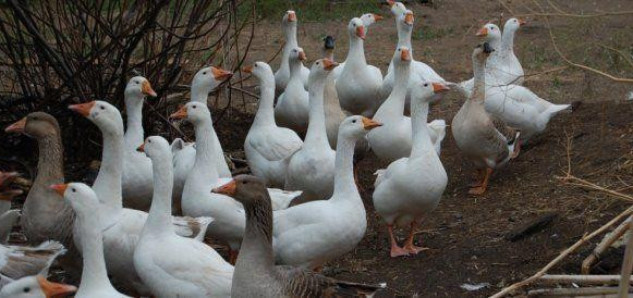 Ушла в птицеводство, оставив 25-летнюю работу на госслужбе