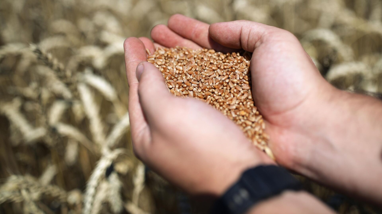 Uzbekistan puts emphasis on support of grain production