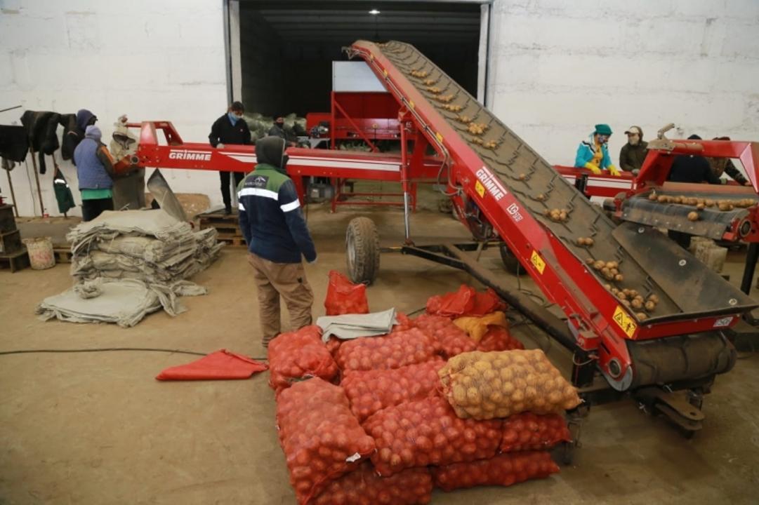 Қарағандылық фермерлер 157 мың тонна картоп пен 19 мың тонна көкөніс жинады