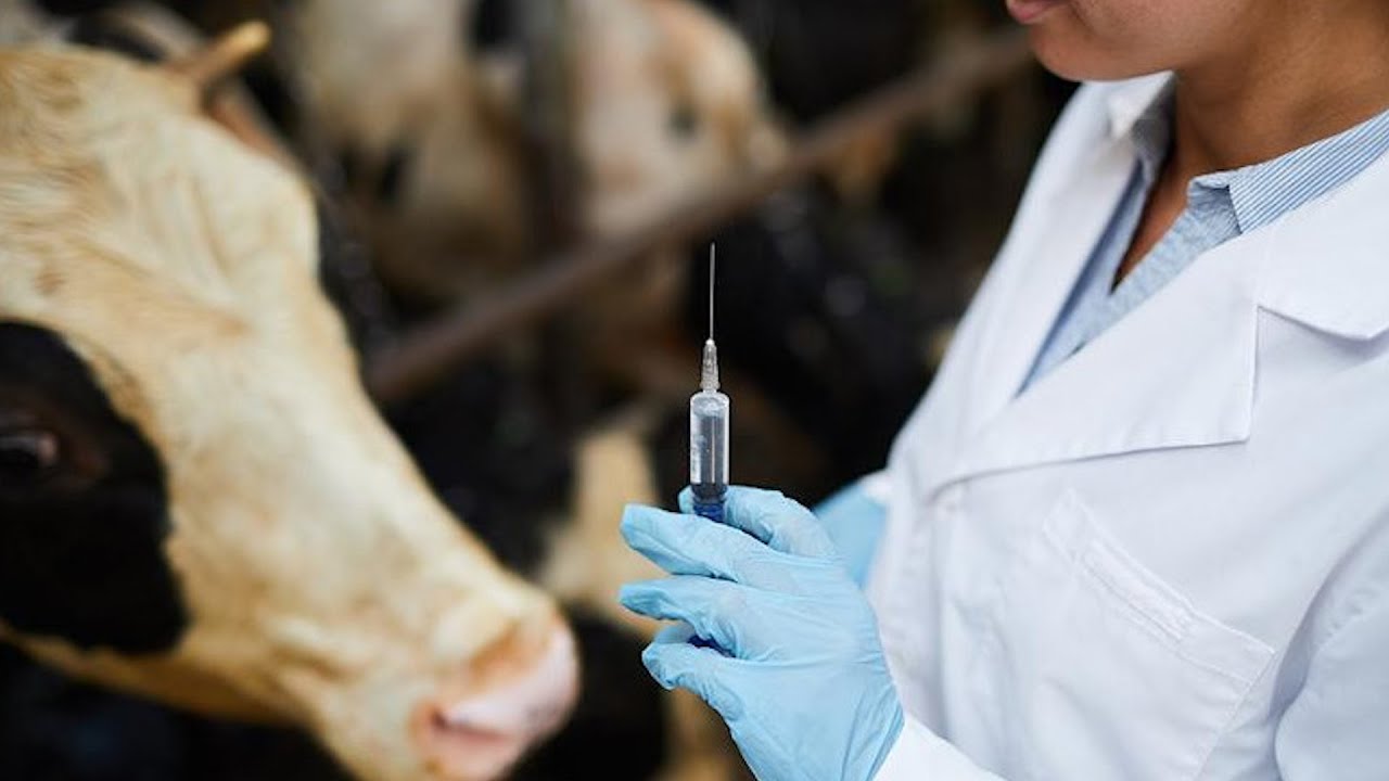 Массовая вакцинация и диагностика скота стартовала в стране