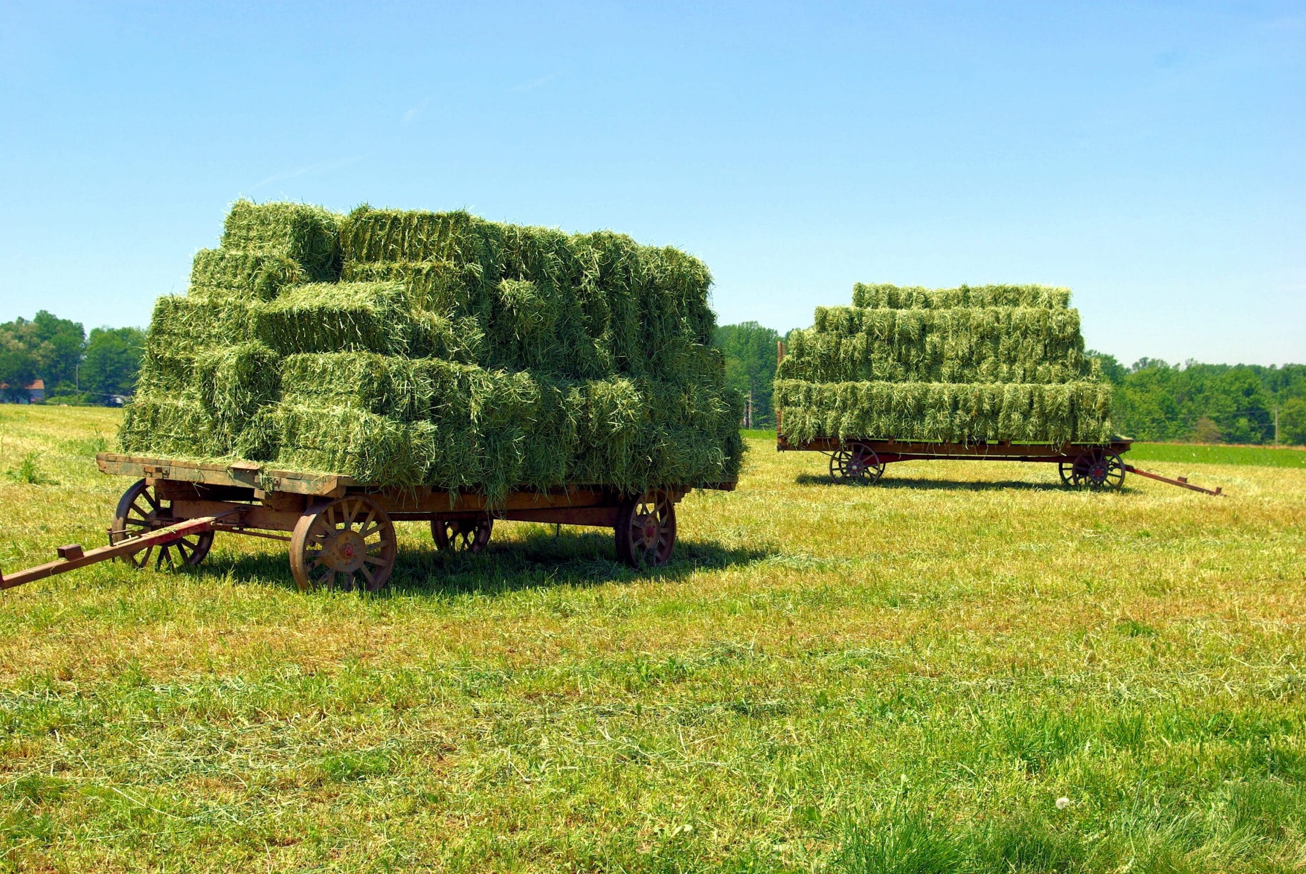 Производство кормов увеличат в Карагандинской области